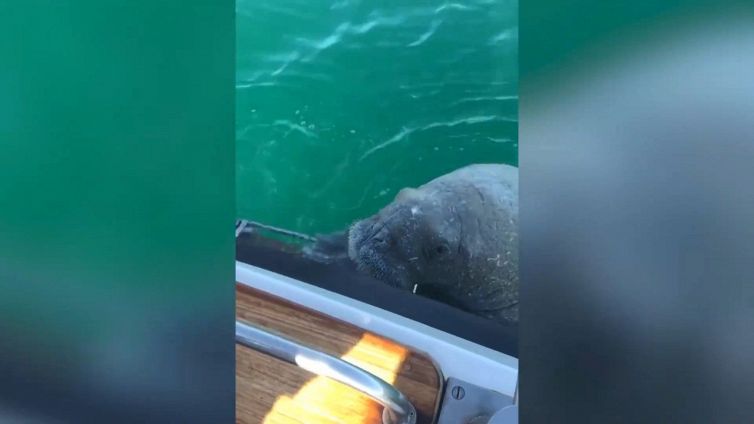 Wally, il tricheco artico è riapparso alla carica di una barca di turisti