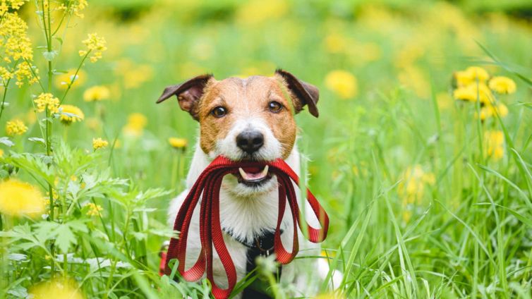 Estate e animali: 7 piante pericolose da evitare nelle passeggiate