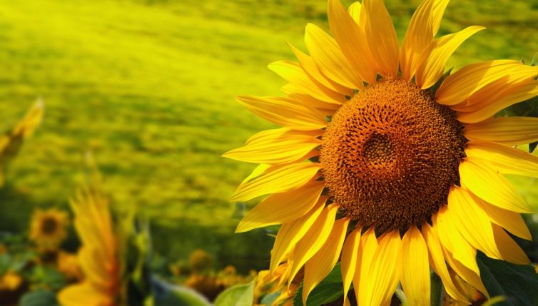 Il labirinto dell’estate è fatto di girasoli: ecco dove