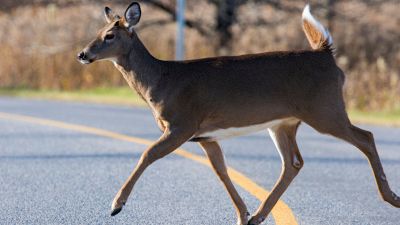 Cosa fare se investi un animale selvatico