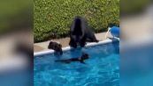 Caldo record in Canada: un orso e due cuccioli si rinfrescano in piscina