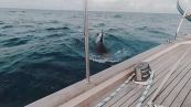 Il pauroso attacco delle orche allo yacht