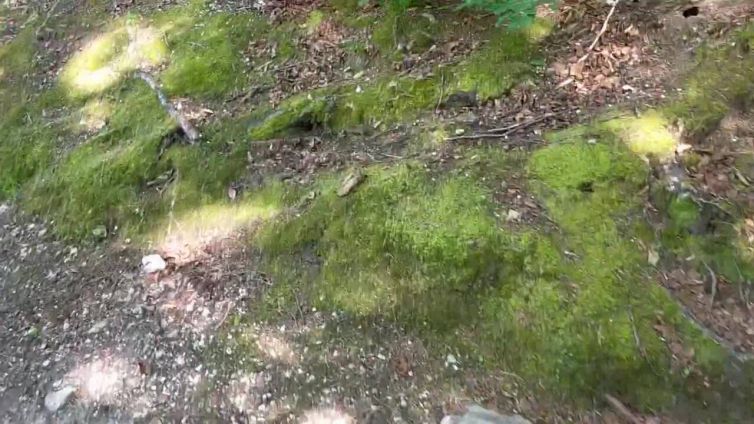 Friuli, invasione di topi in alcune foreste e zone montane