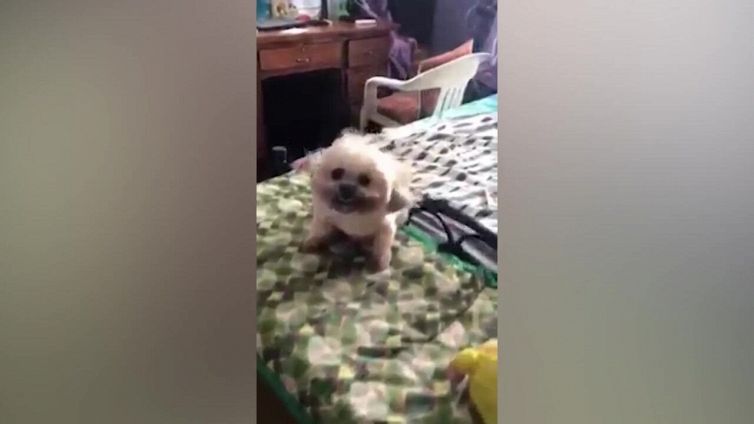 Il tenero cucciolo si gode la brezza del ventilatore