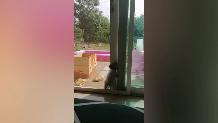 Il cane curioso si arrampica meglio di spider-man
