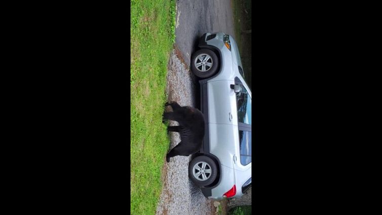 Come convincere un orso a uscire dalla tua auto