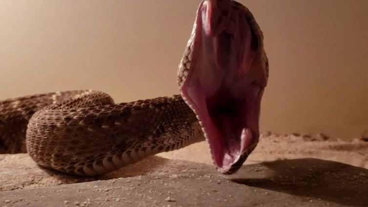 L'impressionante 'mossa' del serpente
