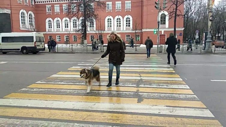 Questo cane ha uno stranissimo modo di attraversare le strisce pedonali