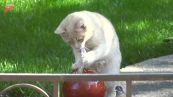 Gatto gioca con la fontanella