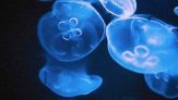 Meduse al mare: cosa non fare quando si avvicinano