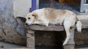 In India sfamare i cani randagi diventa un diritto