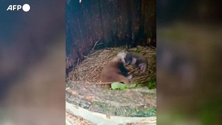 India, nati due cuccioli di panda rosso