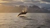 Orca salta fuori dal mare in Alaska: lo spettacolo naturale