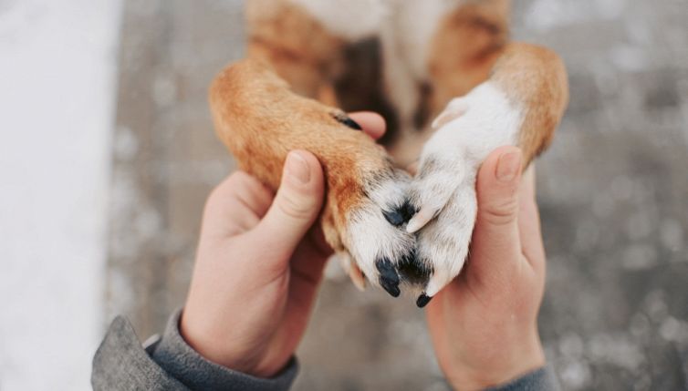 In canile trova il cane scomparso 2 anni prima