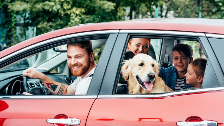 In viaggio con Fido, come portarlo in auto