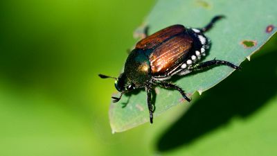 Popillia japonica: difendere le piante dall'insetto “giapponese”