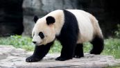 Il panda non è più una specie a rischio estinzione