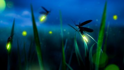 Come far tornare le lucciole nel tuo giardino