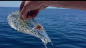 Attenzione: se vedete i pesci tunicata non uccideteli