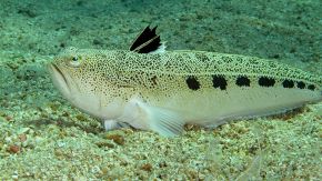 Cosa fare se punti dal pesce ragno