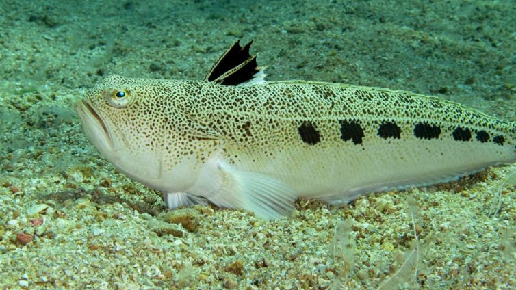 Cosa fare se punti dal pesce ragno