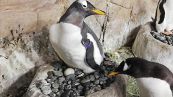 L'Acquario di Genova dà il benvenuto a 4 pulcini di pinguino