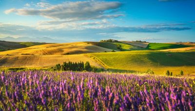 Alla scoperta della Toscana, il paradiso italiano della lavanda