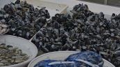 Datteri di mare: perché è illegale pescarli e cosa si rischia