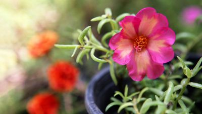 Portulaca, la pianta benefica che sembra un'erbaccia