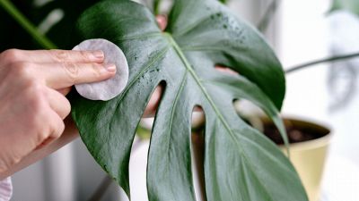 Piante, come e ogni quanto pulirne le foglie
