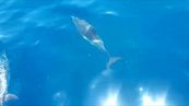 Taranto, un branco di delfini a largo della costa