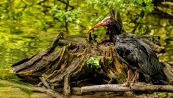 L’ibis eremita che ha volato per 970 km tra Italia e Svizzera