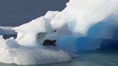 Puma su iceberg: l’avvistamento incredibile in Argentina