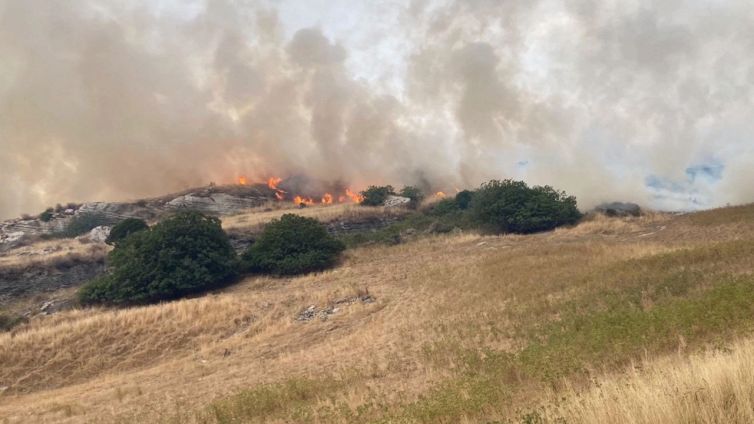Sardegna in fiamme, la storia del cane pastore