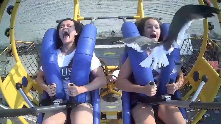 Provano la slingshot ride, ma il gabbiamo rovina tutto