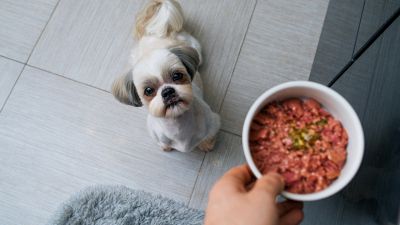 Non dare carne cruda al tuo cane per la sua (e tua) salute