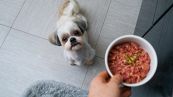 Non dare carne cruda al tuo cane per la sua (e tua) salute