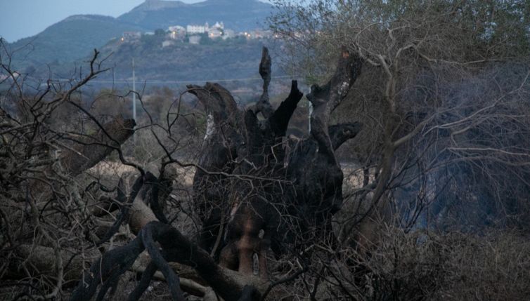 Cuglieri, l'intera città fa la guardia per salvare l'olivastro millenario