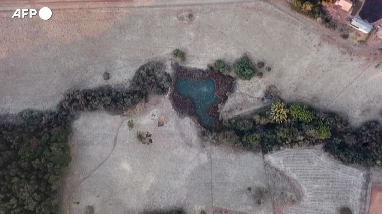 Brasile, le gelate hanno devastato le piantagioni di caffe'