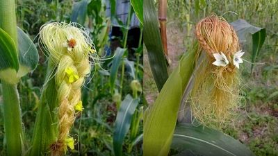 Barba di mais: un divertente passatempo estivo per bambini