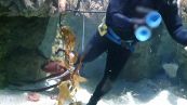Polpo gigante intrappola il sub: l'incredibile scena nell’acquario