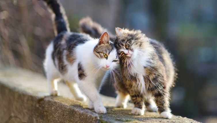 Dalle fusa ai salti: 10 cose che forse non sapevate sui gatti