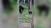 Gatto sfida orso: l'esito del duello da brividi è imprevedibile