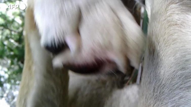 Un filmato unico svela la vita segreta di un cane selvatico australiano