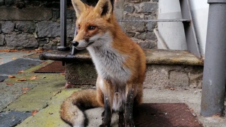 Biella, la storia della volpe che si nasconde nel lanificio