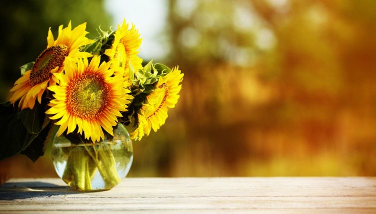 Inaugurato nel bergamasco il primo campo u-pick di girasoli