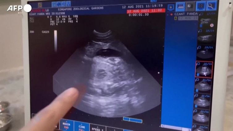 Nasce un cucciolo di panda allo zoo di Singapore, e' il primo da inseminazione artificiale