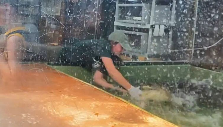 Paura nella vasca: alligatore addenta braccio di un custode
