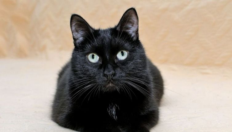 L'anziana cade nel burrone, il gatto eroe la salva così
