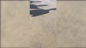 Dalla sabbia del mare spuntano le conchiglie: lo strano fenomeno